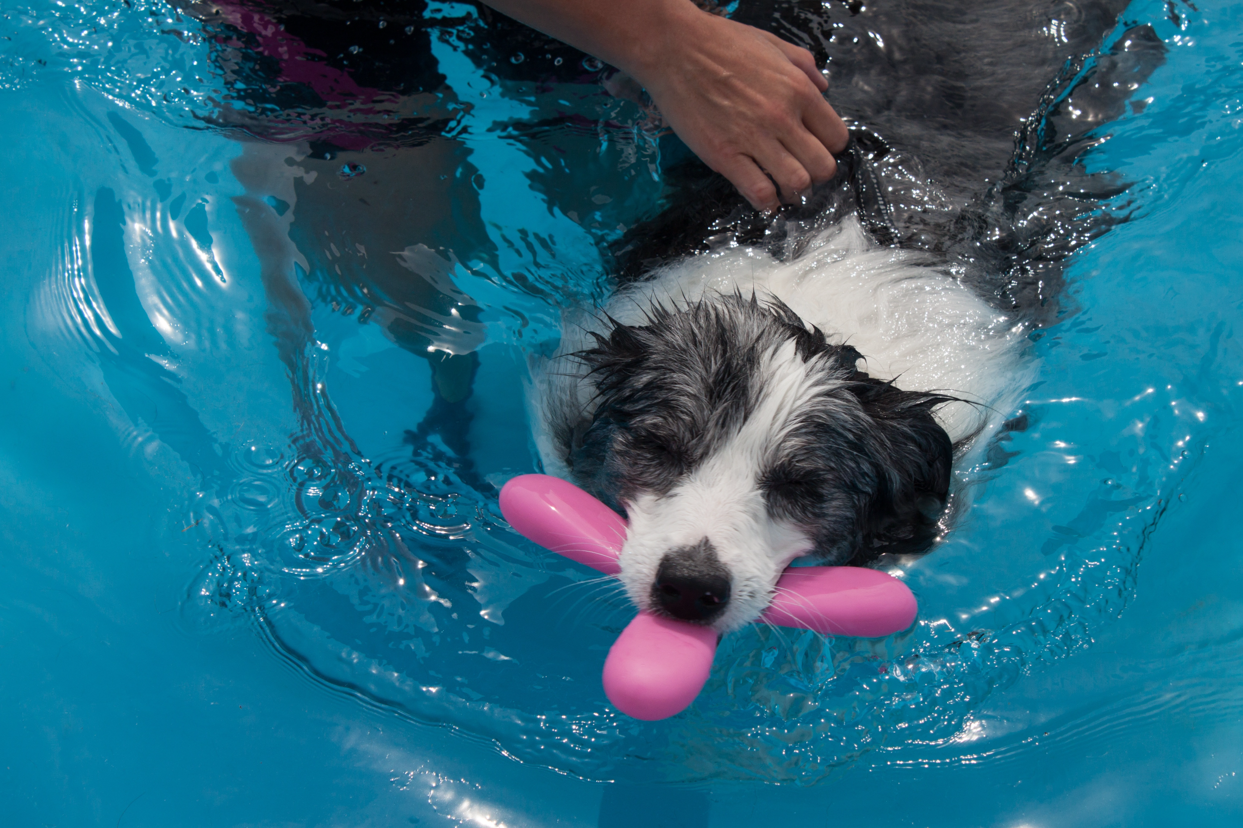 Dog Hydrotherapy Benefits